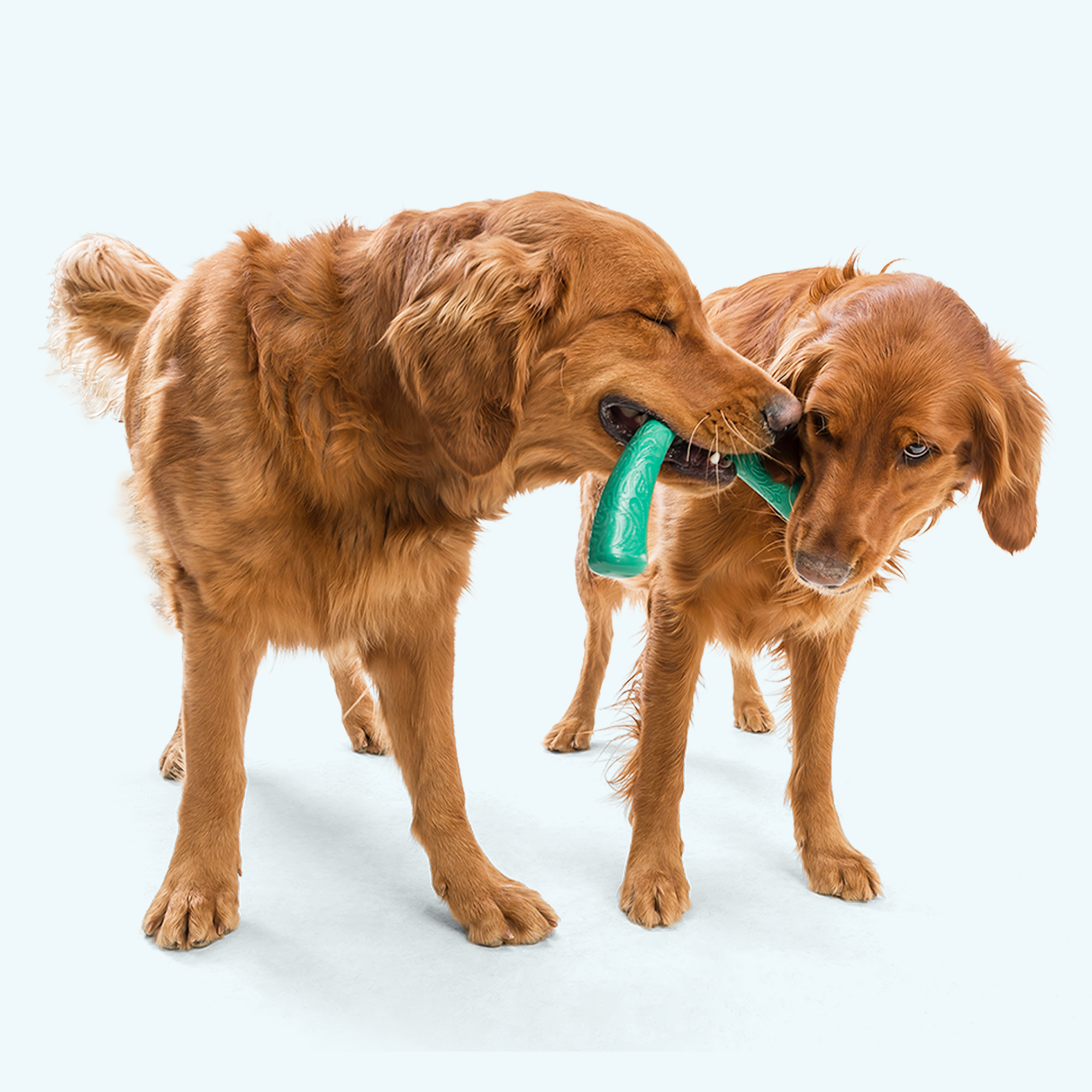 Snorkl Dog Chew Toy