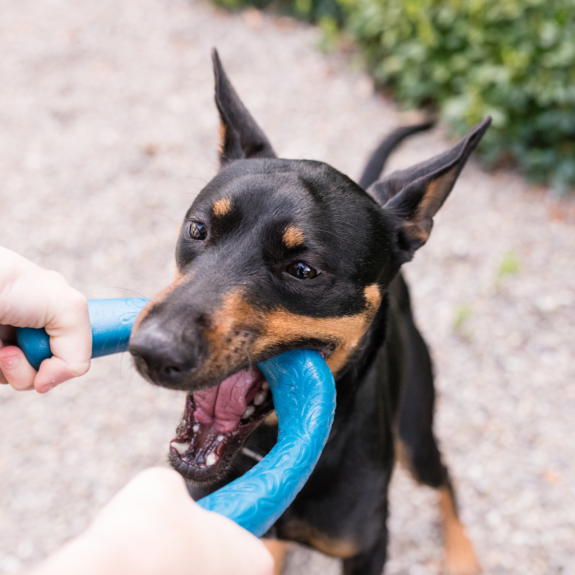 Snorkl Dog Chew Toy