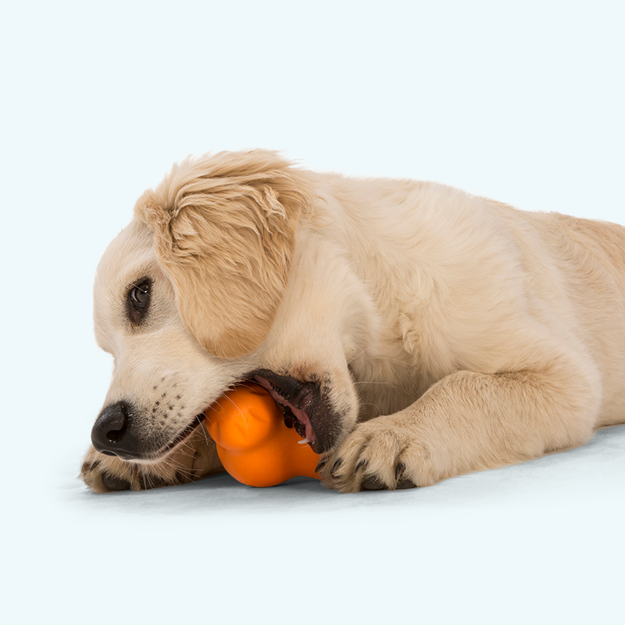 Tux Dog Chew Toy