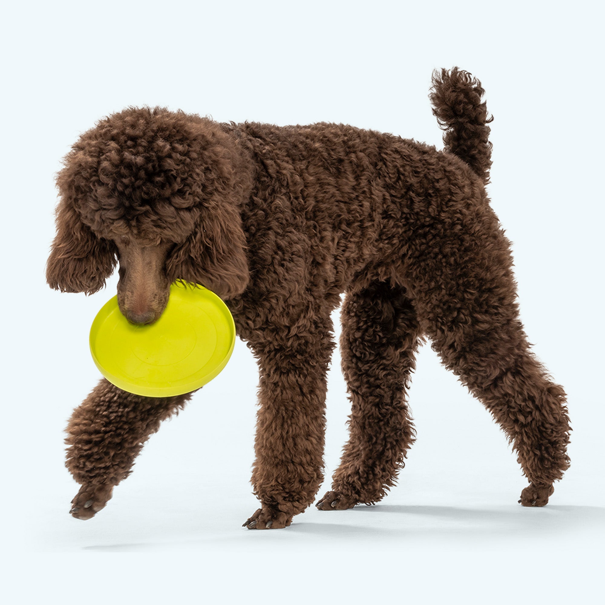 Zisc Flying Disc Dog Toy