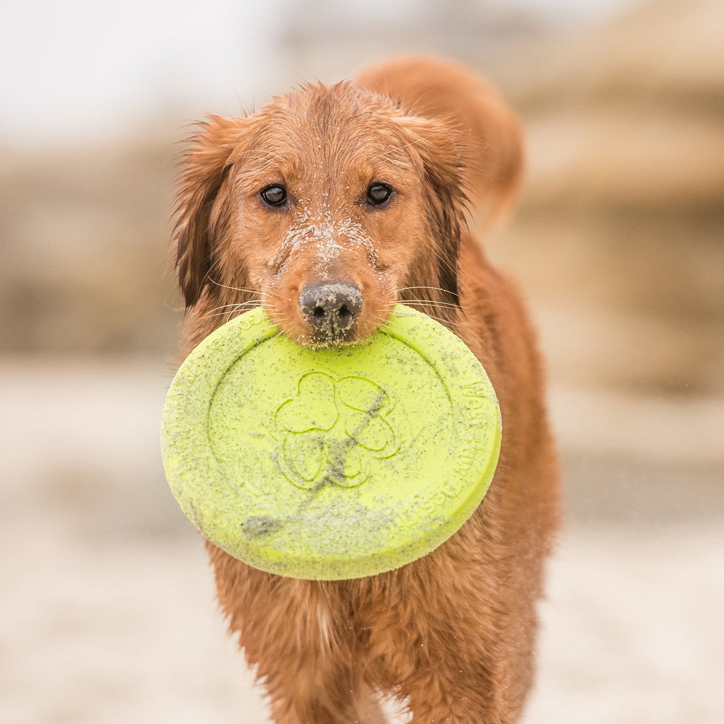 Zisc Flying Disc Dog Toy