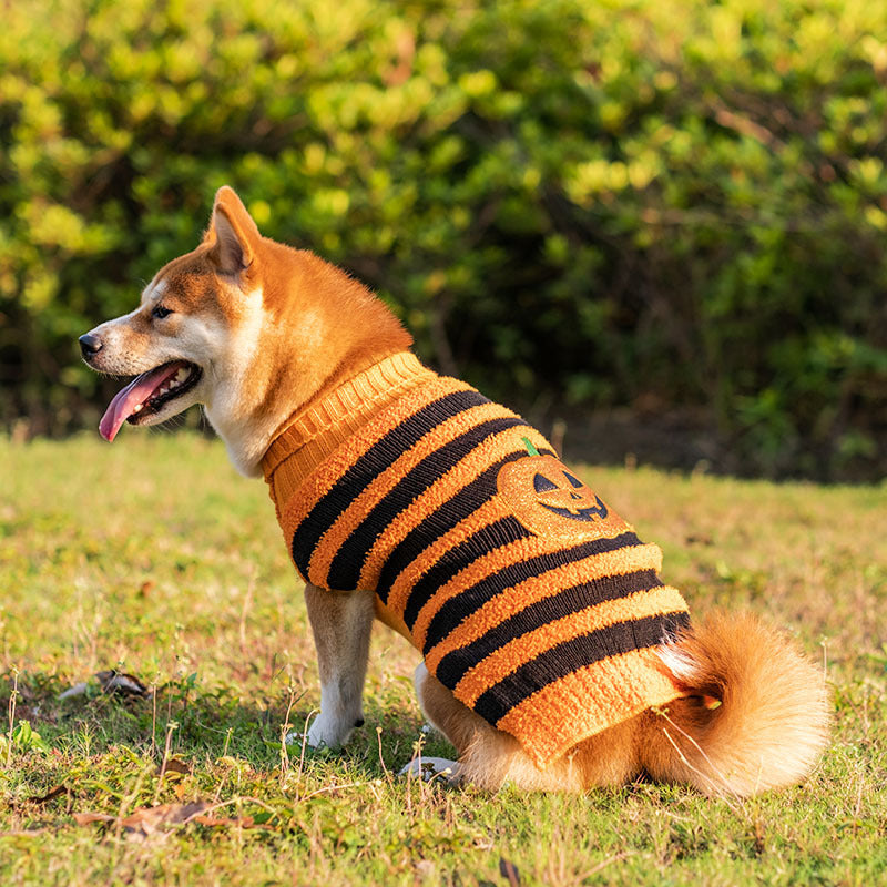 Halloween Costume Sweater for Dogs