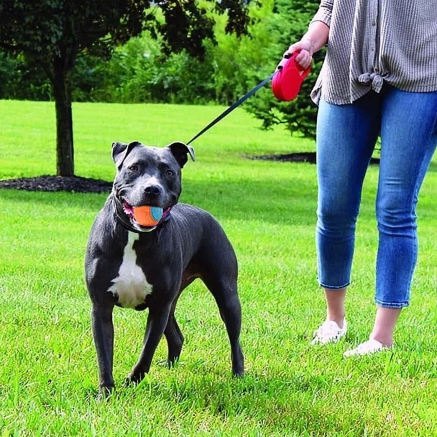 Molar Training Ball Dog Toy