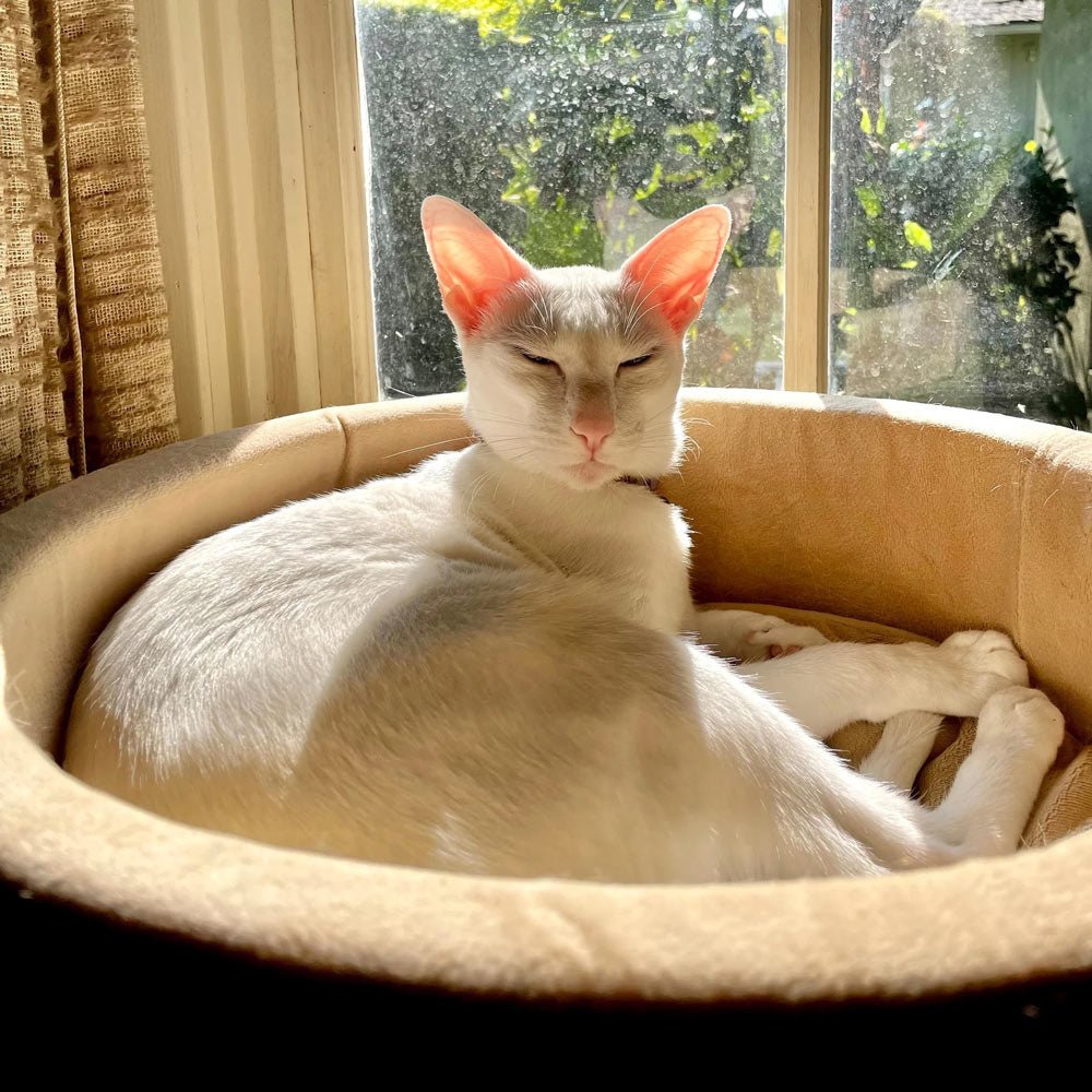 K&H Thermo-Kitty Heated Indoor Cat Bed