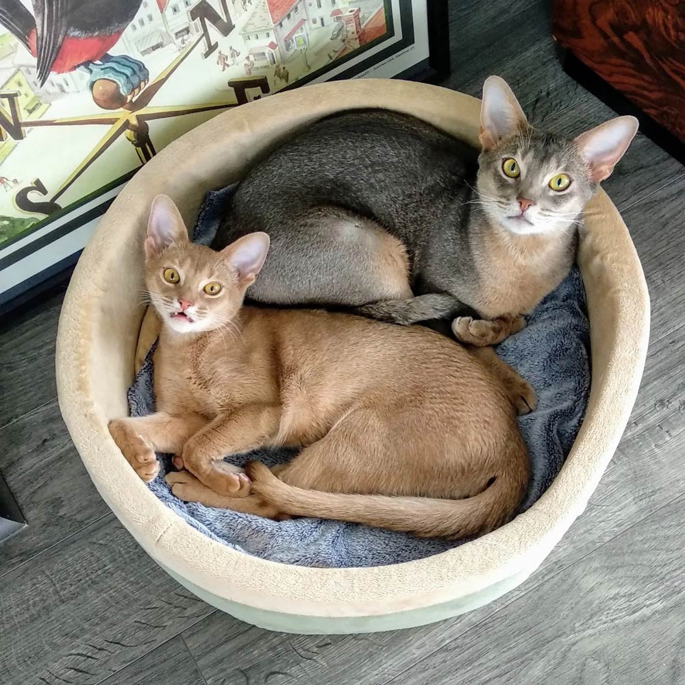 K&H Thermo-Kitty Heated Indoor Cat Bed