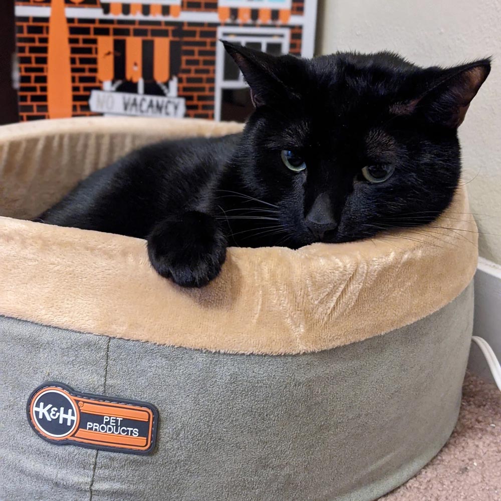 K&H Thermo-Kitty Heated Indoor Cat Bed